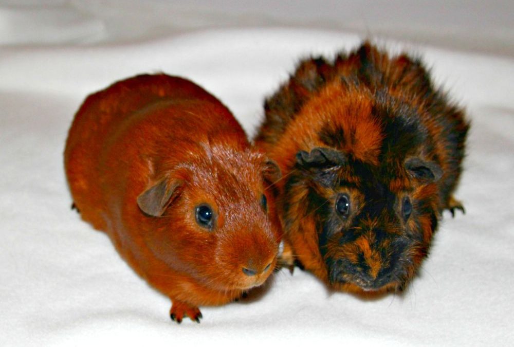 Introducing my guinea pigs, Caesar and Ace